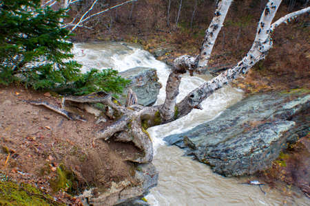 Autumn nature on Sakhalinの写真素材