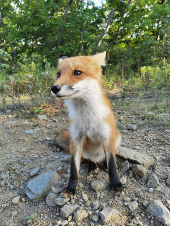 A friendly fox cub on the Kuril Islands