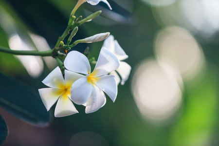 White plumeria flowers in a garden on a natural bokeh background inThailandの写真素材