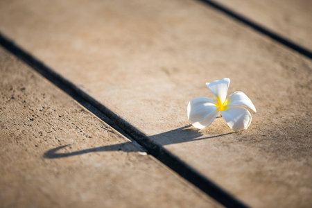 Plumeria White was placed on the wooden floor with afternoon sun and a shadow beautiful