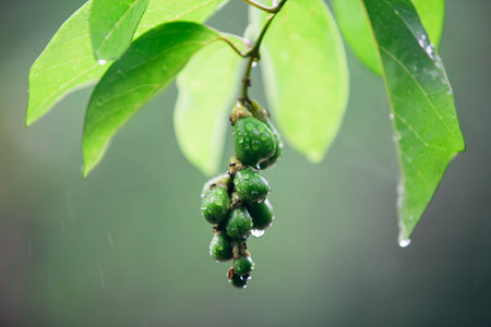 Forest fruit in Pang Sida National Park in the rain in Sa Kaeo, Thailand.の写真素材