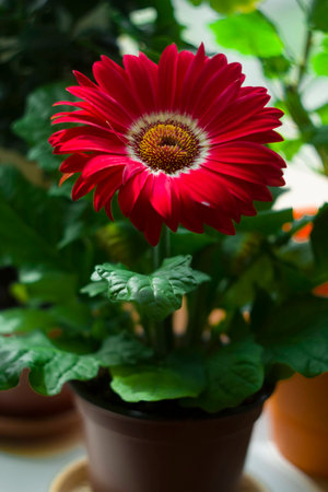Red flower in a pot. Gerbera.の写真素材
