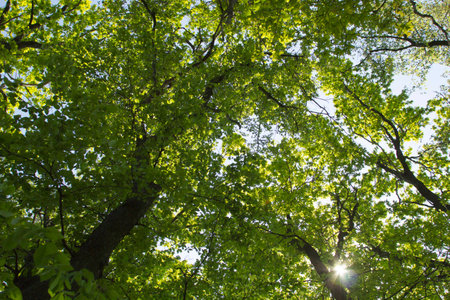 Sun rays through the trees.