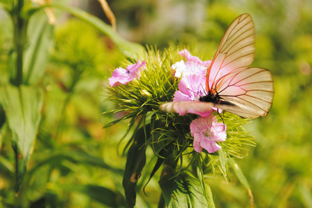 Butterfly on flower