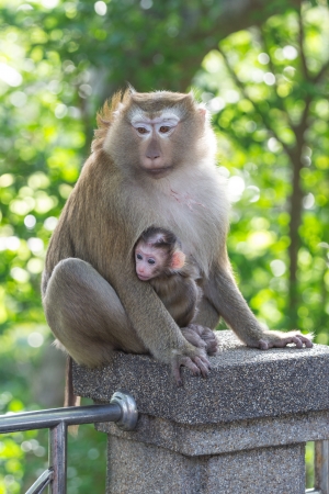 little monkey beside motherの写真素材