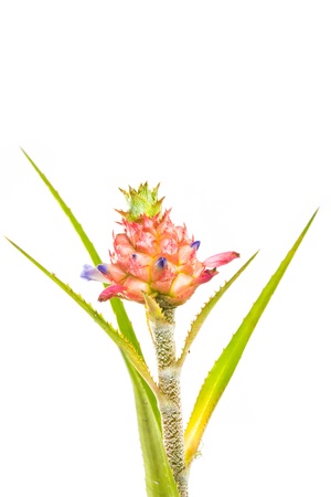 Bromeliad is the flower look like pineapple fruitの写真素材