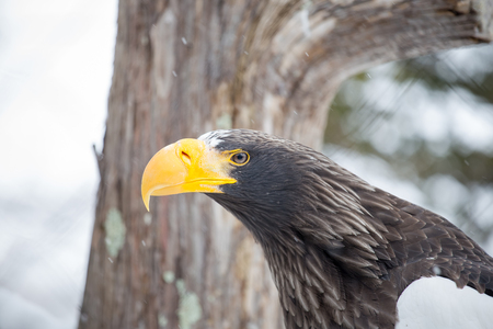 Hawk on a branch in forestの写真素材