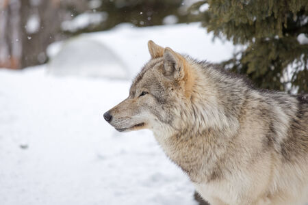 Grey Wolf (Canis lupus) Stands Towards Leftの写真素材