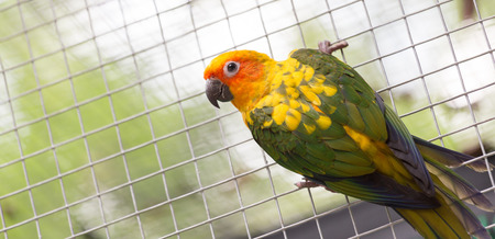 Sun Conure Parrot