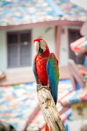 scarlet macaws on the treeの写真素材