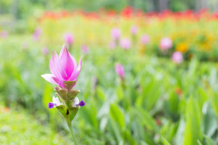 Photo of Curcuma alismatifolia blossom in Thailandの写真素材