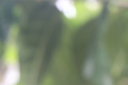 Totally Blur and Bokeh Leaf Photo, in the morning for background or other element designの写真素材