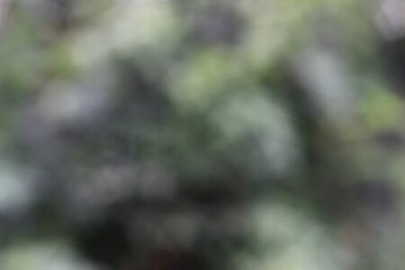 Totally Blur and Bokeh Leaf Photo, in the morning for background or other element design