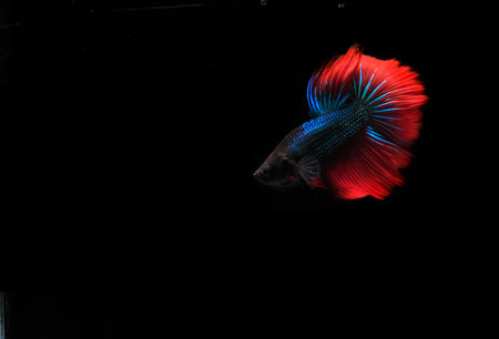 Blue and Red Betta fish with bubble, at Black backgroundの写真素材