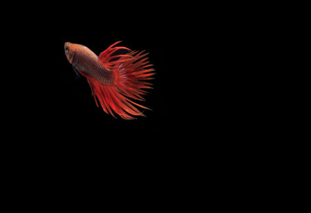Beta, Cupang, Siamese Fighting fish, Serit at Black background