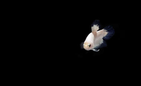 Blue Rim Beta, Cupang, Siamese Fighting fish at Black backgroundの写真素材