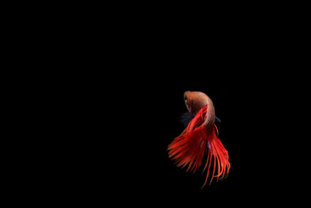 Siamese Fighting fish, Serit or Crowntail, at Black backgroundの写真素材