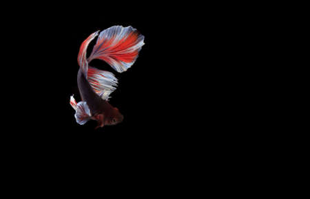 Beautiful Slayer or Halfmoon Blue and Betta, Cupang or Siamese Fighting fish, at Black backgroundの写真素材