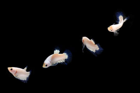 4 Pose Male Blue Rim Betta, Cupang, Siamese Fighting fish and Black Negative or copy spaceの写真素材