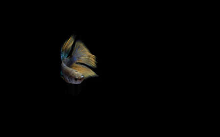 Half Moon Yellow Tail Blue Body Cupang, Betta, Siamese Fighting fish at Black backgroundの写真素材
