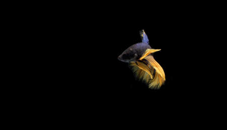 Slayer, Half Moon Yellow Tail Blue Body Cupang, Betta, Siamese Fighting fish, isolated on black backgroundの写真素材