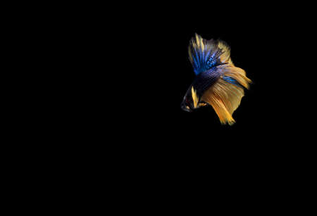 Slayer, Half Moon Yellow Tail Blue Body Cupang, Betta, Siamese Fighting fish, isolated on black backgroundの写真素材