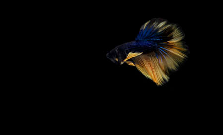 Slayer, Half Moon Yellow Tail Blue Body Cupang, Betta, Siamese Fighting fish, isolated on black backgroundの写真素材