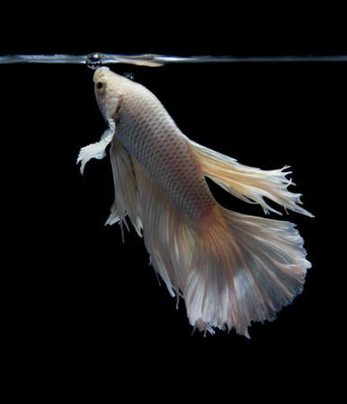 White and Yellow Beautiful Crown Tail, Serit, Slayer, Half Moon pineapple Cupang, Betta, siamese fighting fish, Isolated on Blackの写真素材