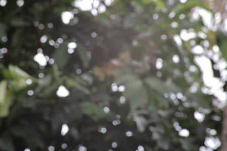 Photo Blur and Bokeh of Leaf and Treeの写真素材