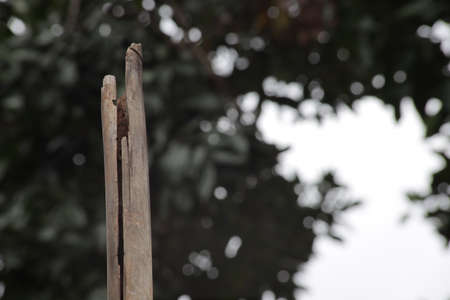 Photo Crack of Bamboo Pole at Blur and Bokeh Tree Green Backgroundの写真素材
