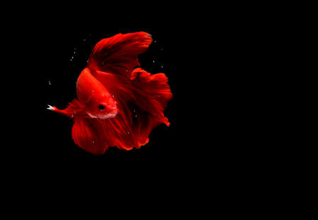 Photo Super Red Halfmoon, Cupang, Betta, siamese fighting fish beyond bubbles, Isolated on Blackの写真素材