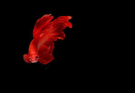 Super Red Halfmoon, Cupang, Betta, siamese fighting fish beyond bubbles, Isolated on Black