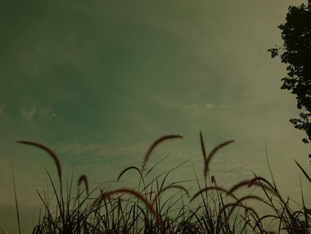 close up, red reed or imperata cylindrica horse tail and evening sky with cloudの写真素材
