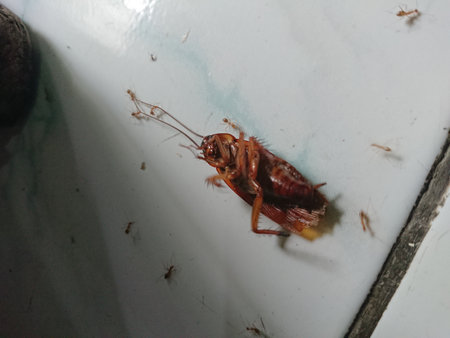 close up flipped cockroach or  gromphadorhina protentosa surrounded by ants