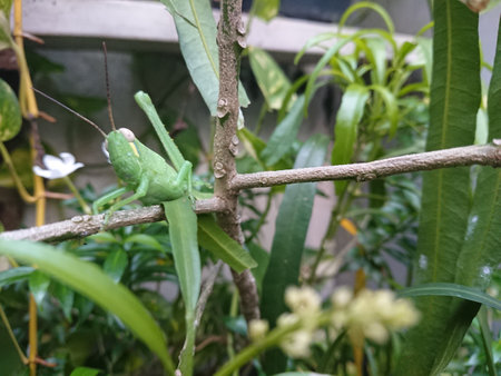 close up grasshopper at small branchの写真素材