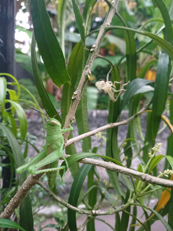 close up grasshopper at small branchの写真素材
