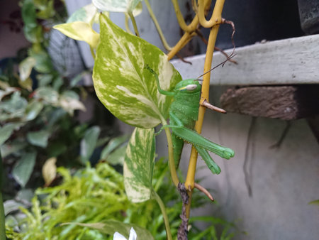 close up grasshopper at small branchの写真素材