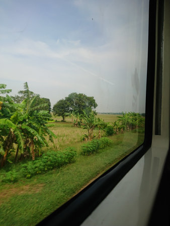 photo of rice Field, View from trainの写真素材