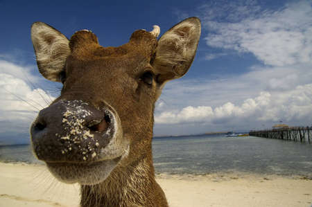 Deer At The Beachの写真素材