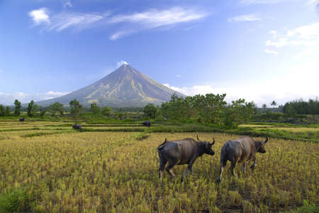 Buffalos Under Mayon Volcano