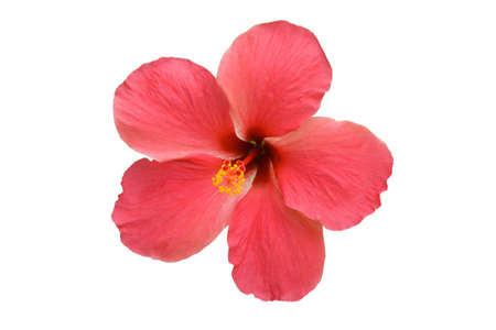 Detail of an isolated pink hybiscus on the white backgroundの写真素材