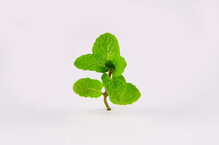 Fresh herb plant isolated on the white backgroundの写真素材