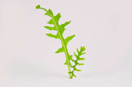 Fresh herb rocket plant isolated on the white backgroundの写真素材