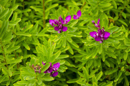 Violet blossoms of Polygana Dalmaisiana Milkwort shrubの写真素材