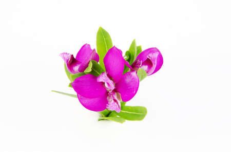 Three pink blossoms with a morning dew on the stalk, isolated on the white backgoundの写真素材