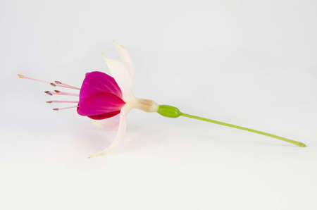 Side view of a young pink blossom of fuchsia on the stalk, isolated on the white backgroundの写真素材