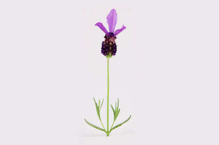 Detail of a single purple lavender flower on the stalk with leaves, isolated on the white backgroundの写真素材