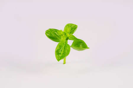 Fresh herb basil plant isolated on the white backgroundの写真素材
