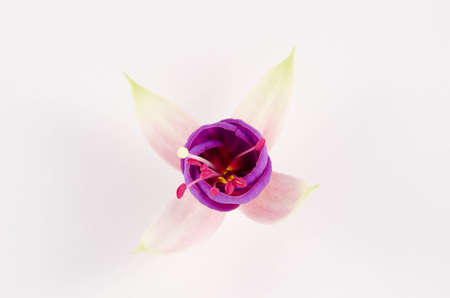 Young pink blossom of fuchsia isolated on the white background
