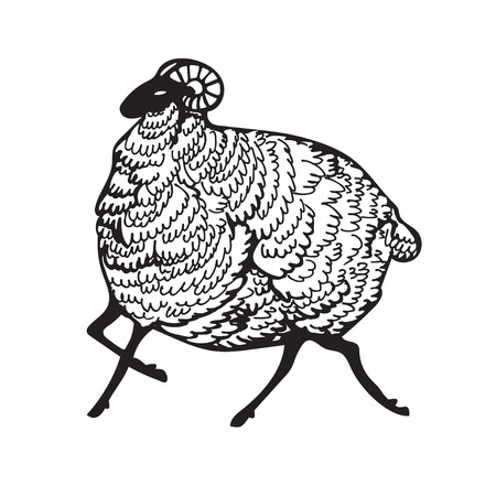 The ram is running. Black sheep. Doodle style illustration.のイラスト素材